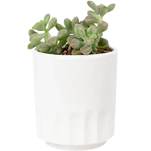 Aloe Vera Mini Plant