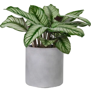 Calathea Sanderiana