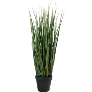 Lemon Grass Plant