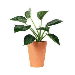 Peace Lily Plant