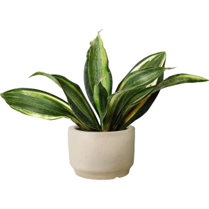 Snake Plant